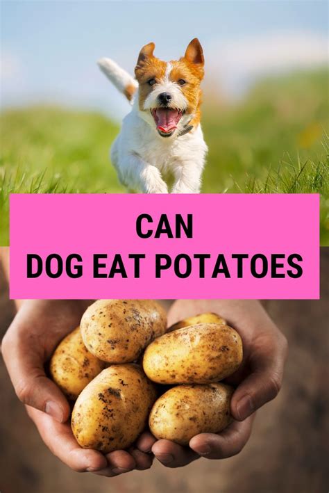 Can Dogs Eat Potatoes? - Must Read Before You Feed!